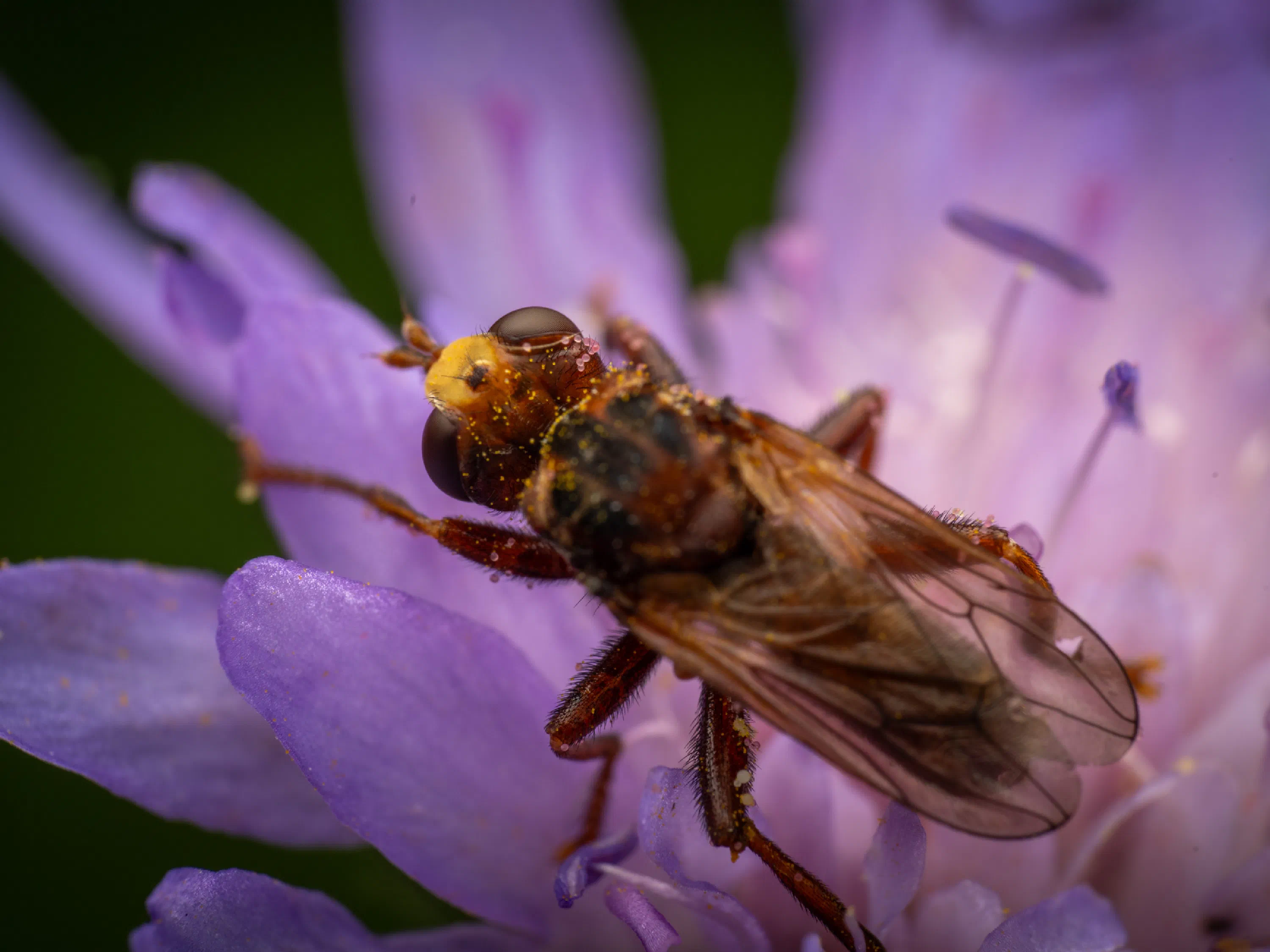 Sicus ferrugineus