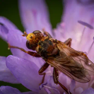 Ferruginous Bee-Grabber