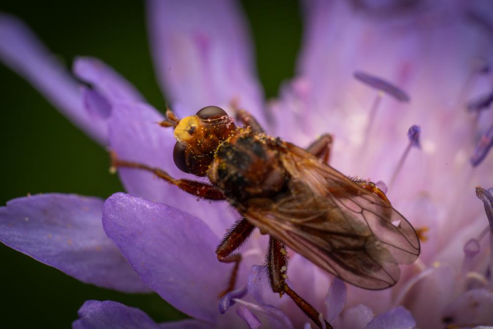 September 23, 2024 – Issue No. 402
– Issue No. 402: “Ferruginous Bee-Grabber“ Ferruginous Bee-Grabber