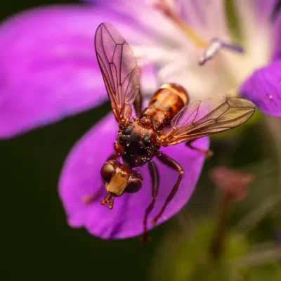 Ferruginous Bee-Grabber