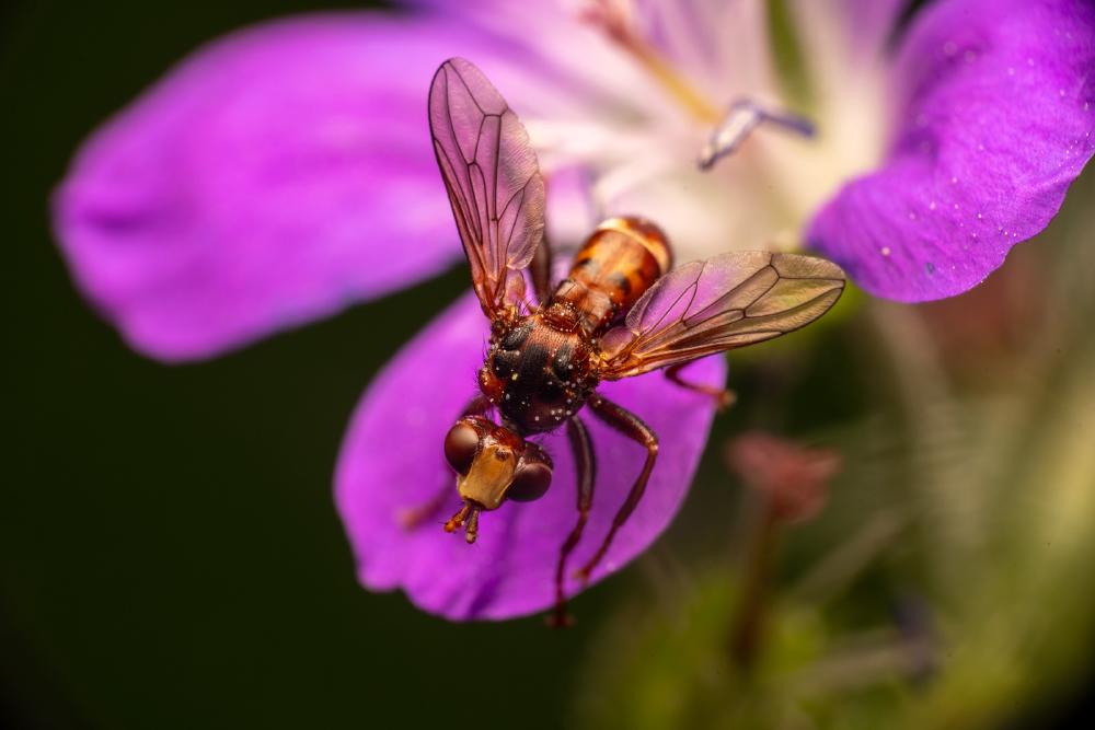 September 24, 2024 – Issue No. 403
– Issue No. 403: “Ferruginous Bee-Grabber“ Ferruginous Bee-Grabber