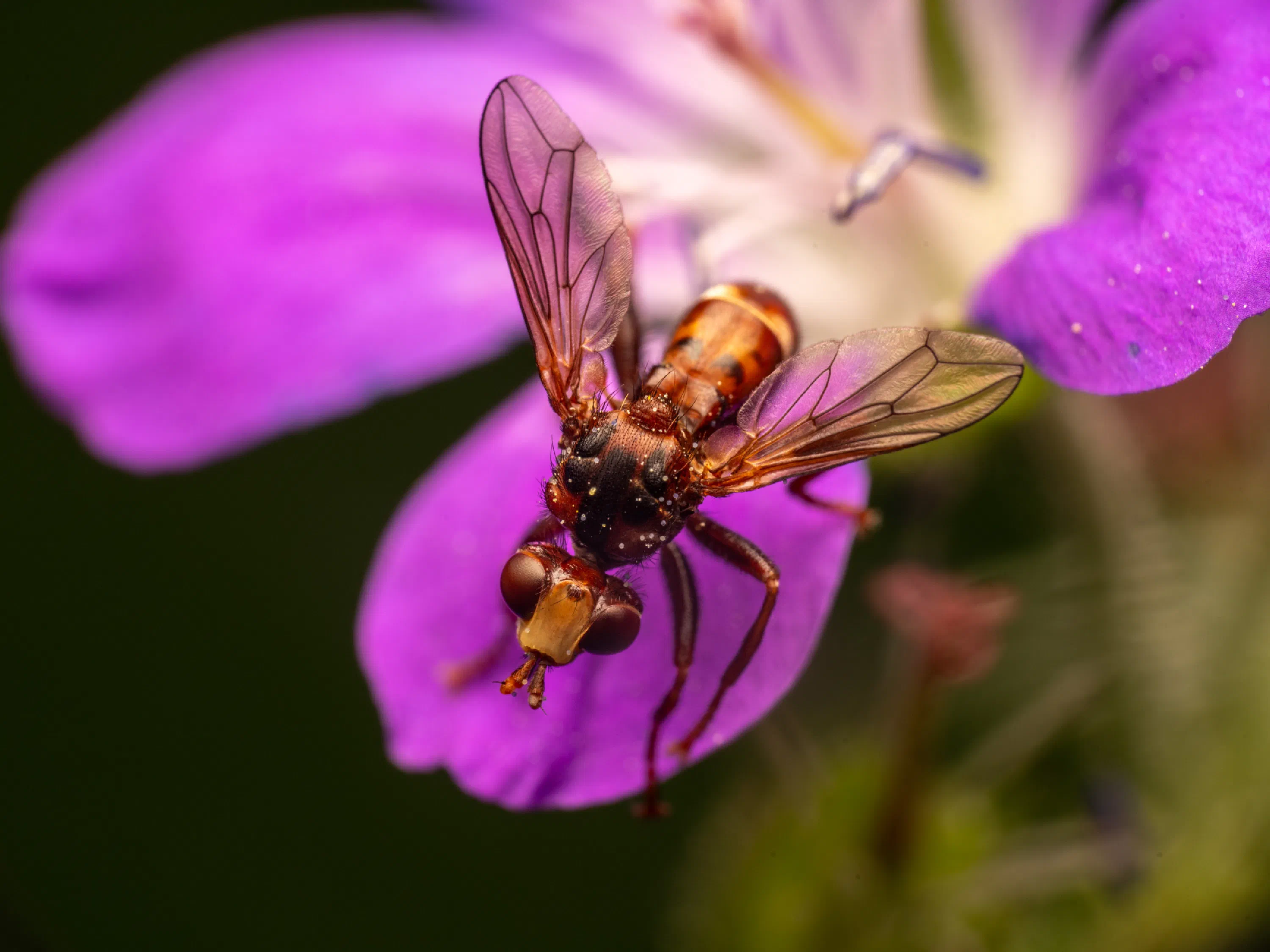 Sicus ferrugineus