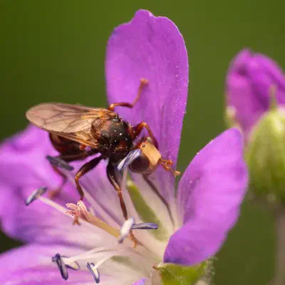 Sicus ferrugineus