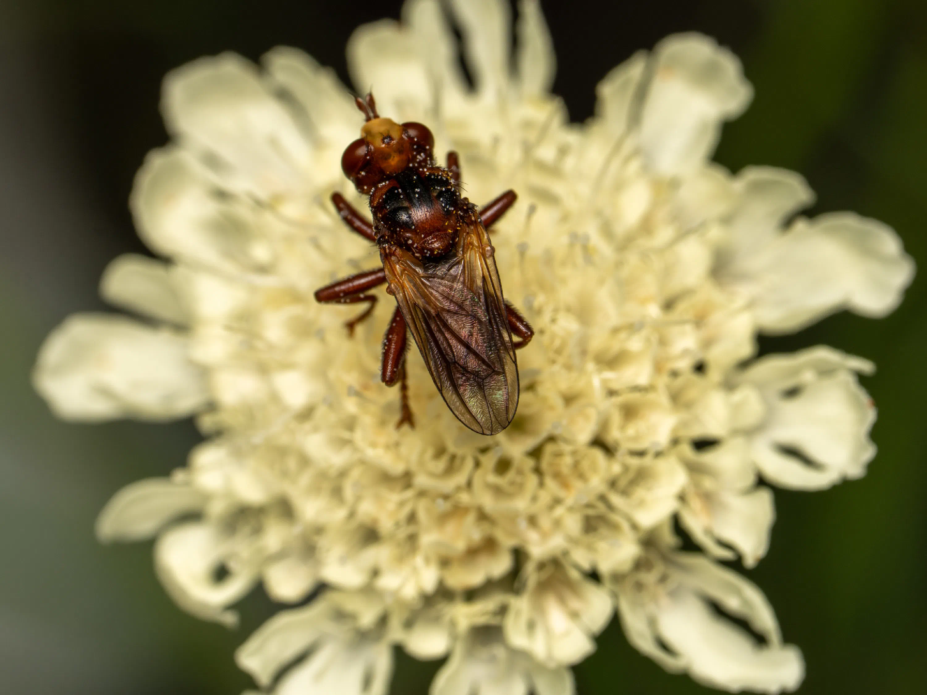 Sicus ferrugineus