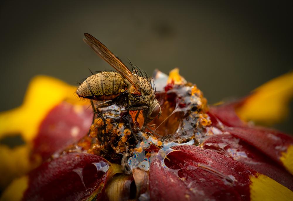 Wheat Bulb Fly