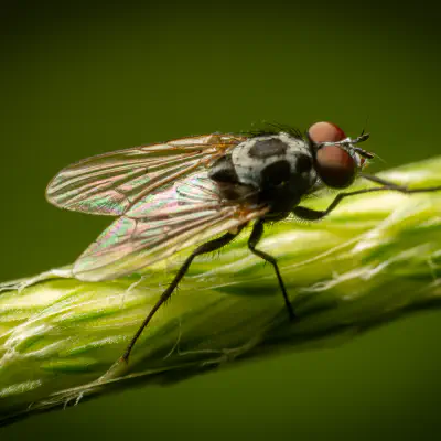 Eustalomyia hilaris