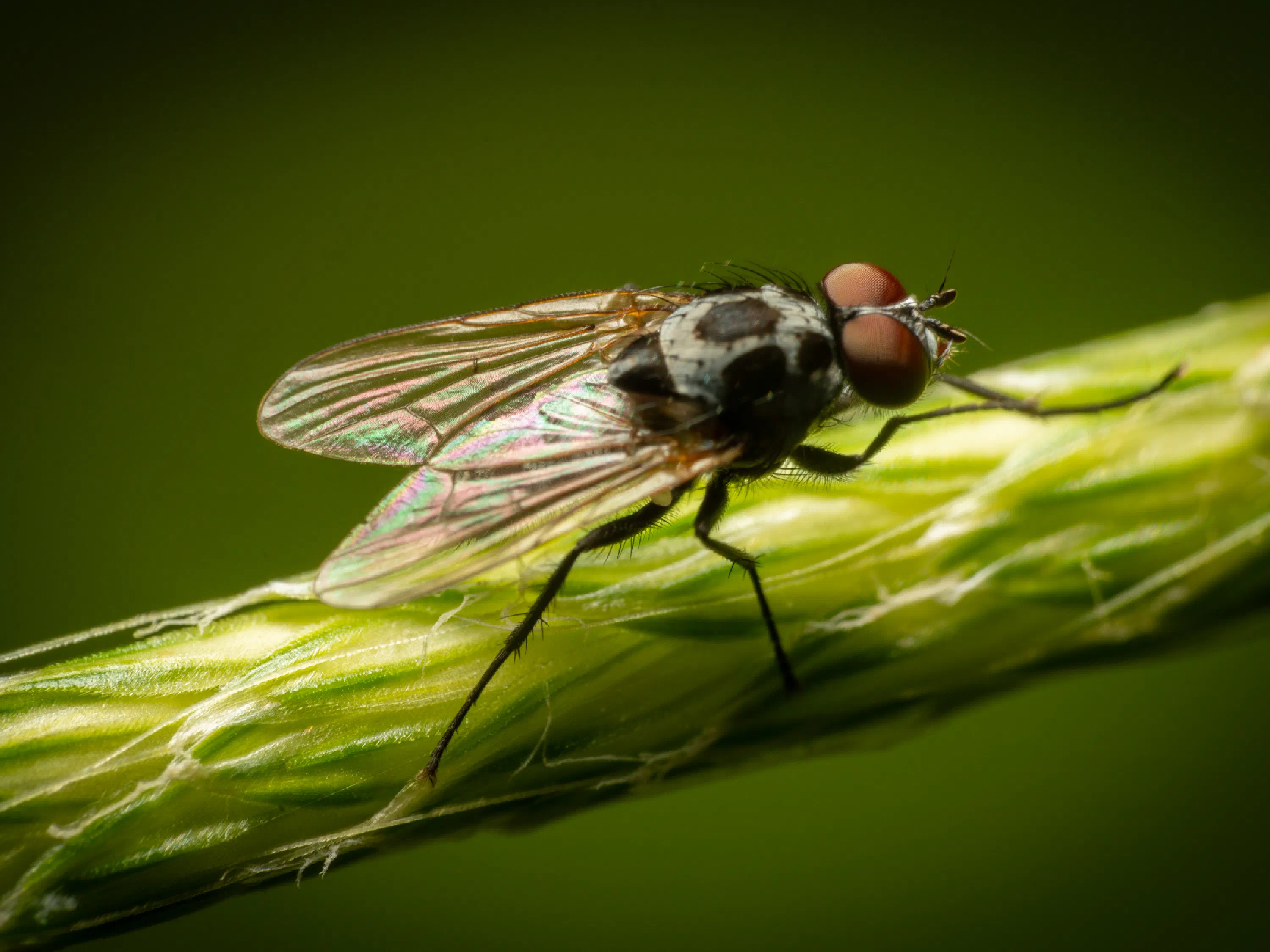 Eustalomyia hilaris
