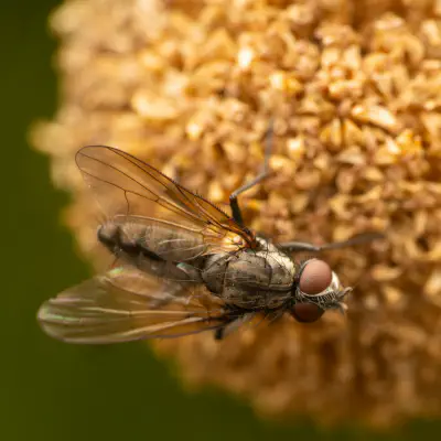 Root-maggot Flies