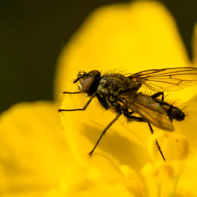 Leucophora obtusa