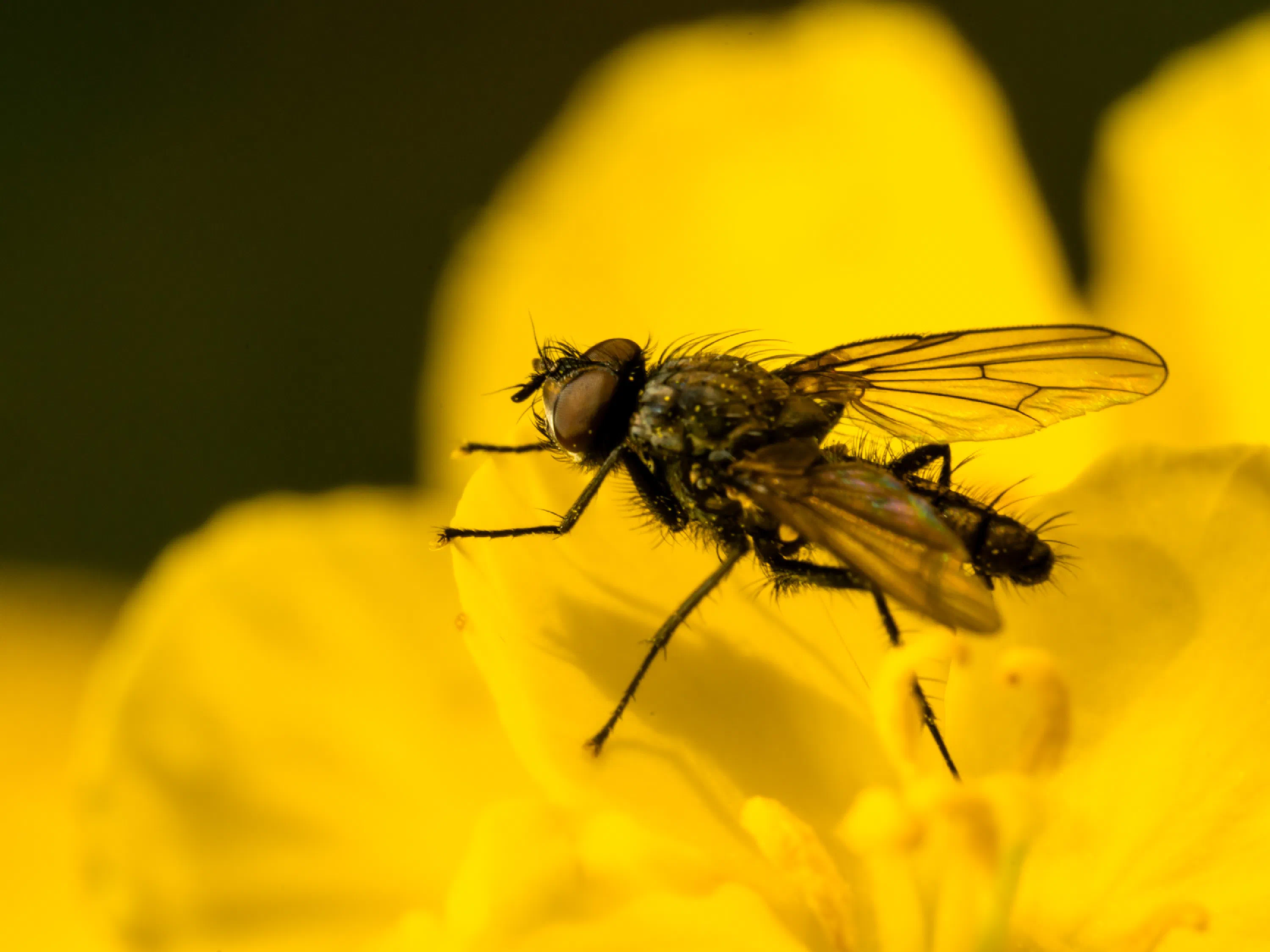 Leucophora obtusa