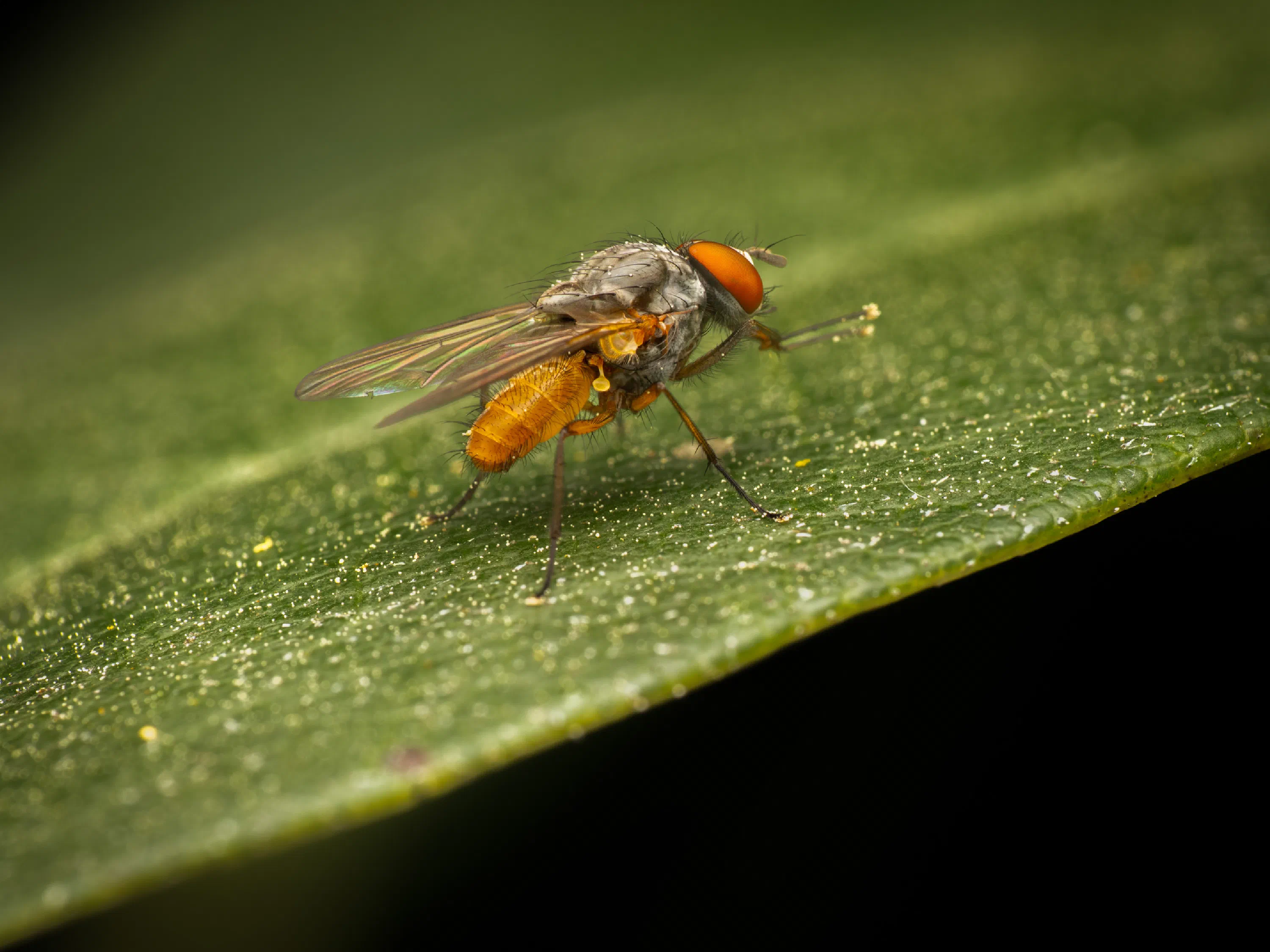 Pegomya flavifrons