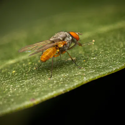 Pegomya flavifrons