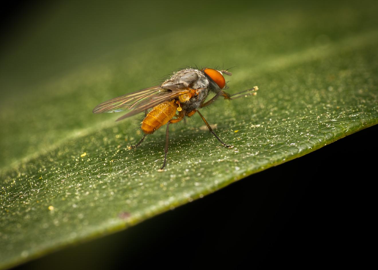 Pegomya flavifrons – No. 1