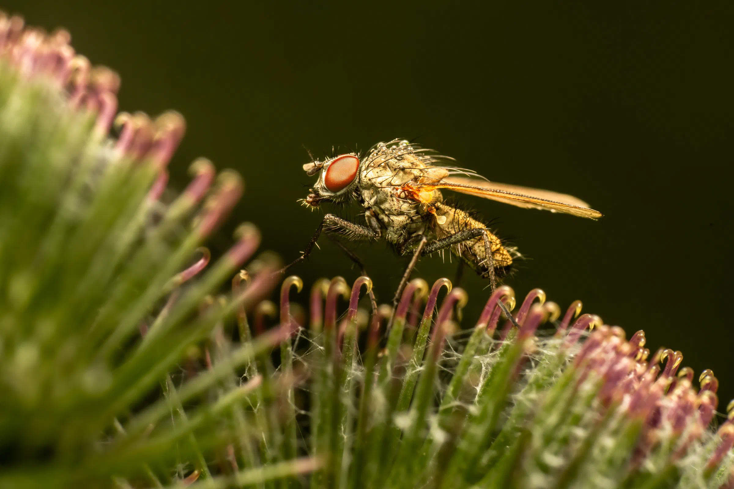Pegomya flavifrons