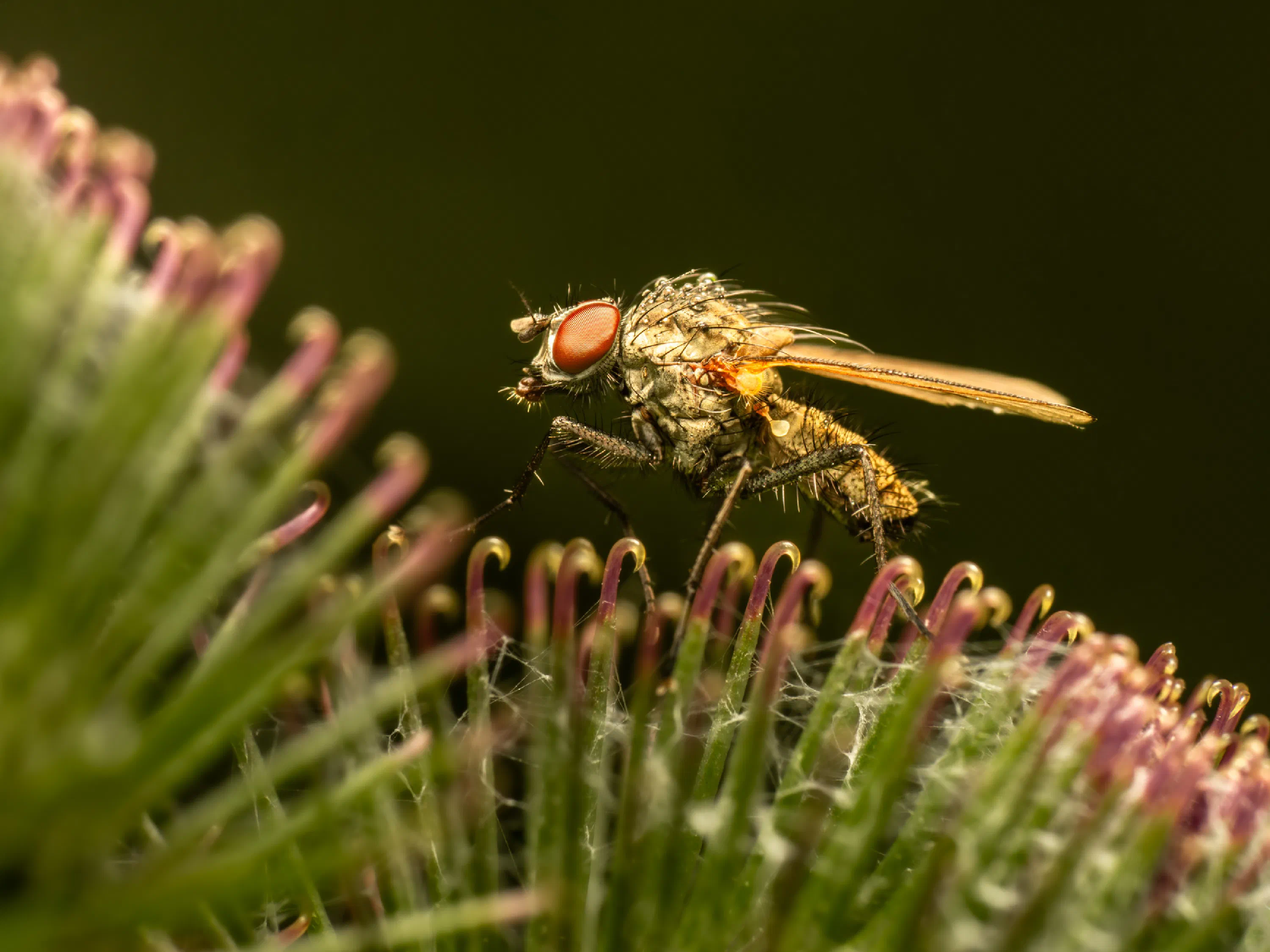 Pegomya flavifrons