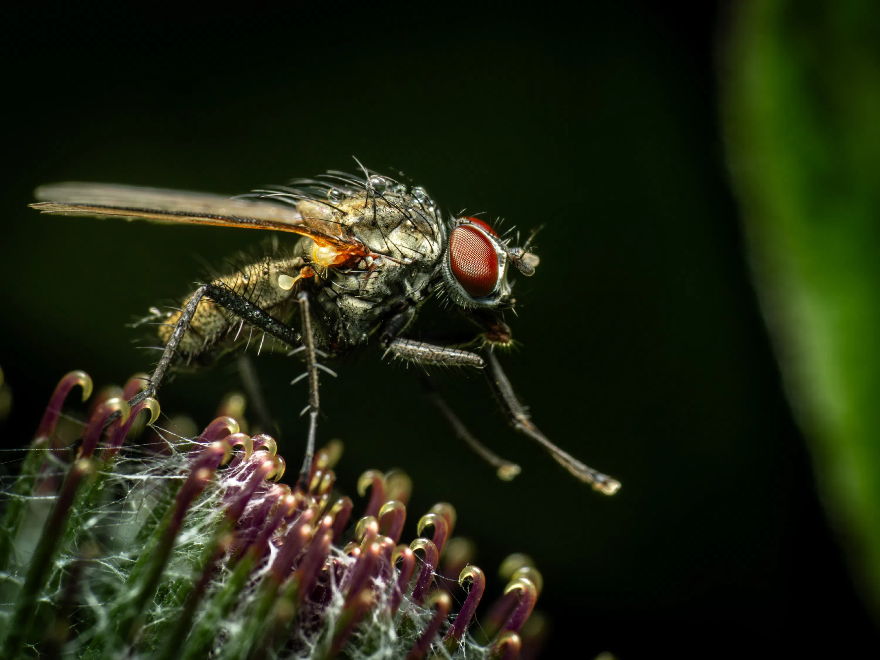 Pegomya flavifrons