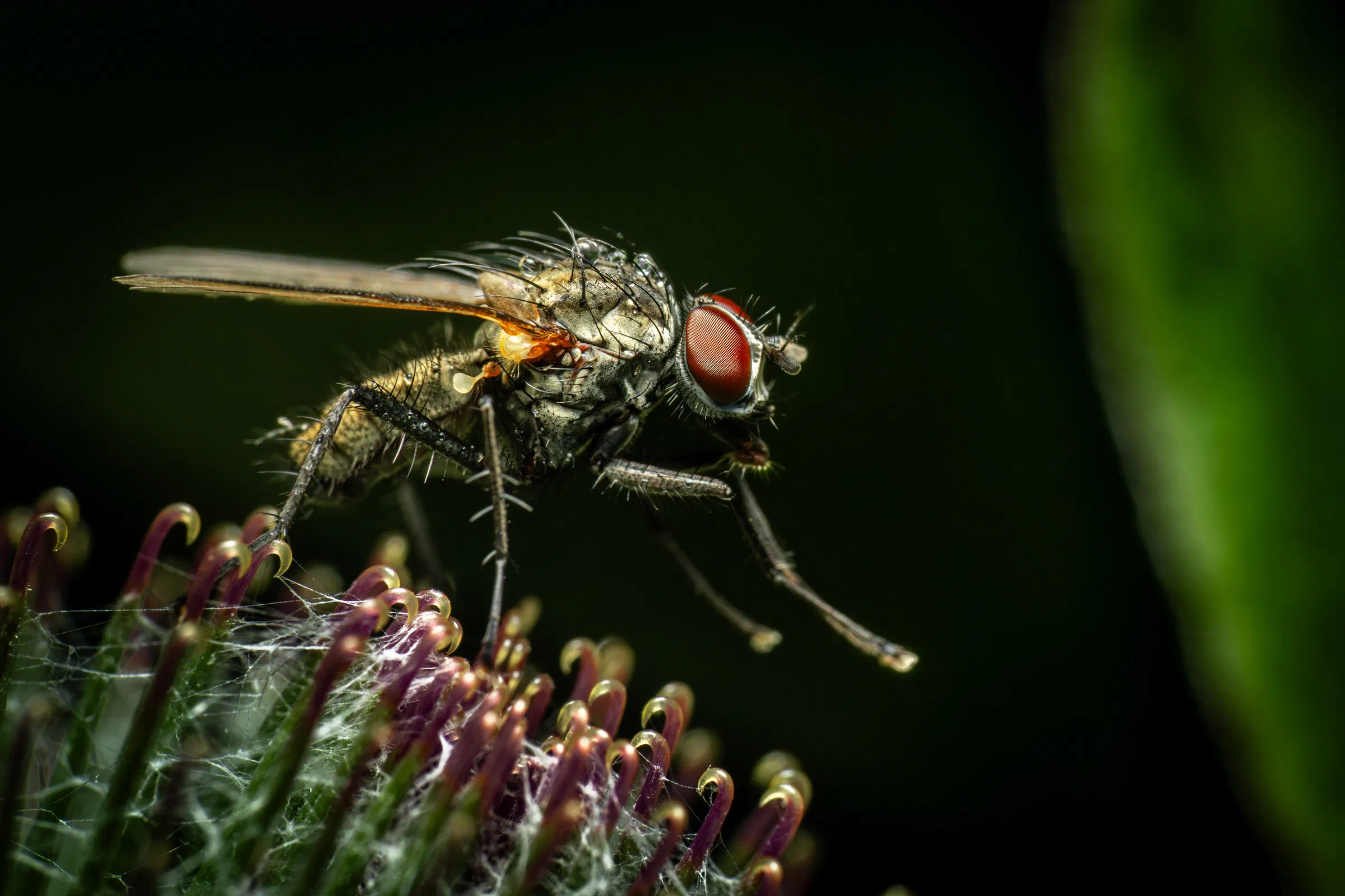 Pegomya flavifrons