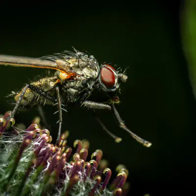 Pegomya flavifrons