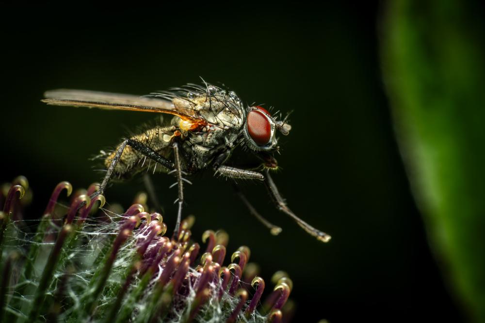 Pegomya flavifrons