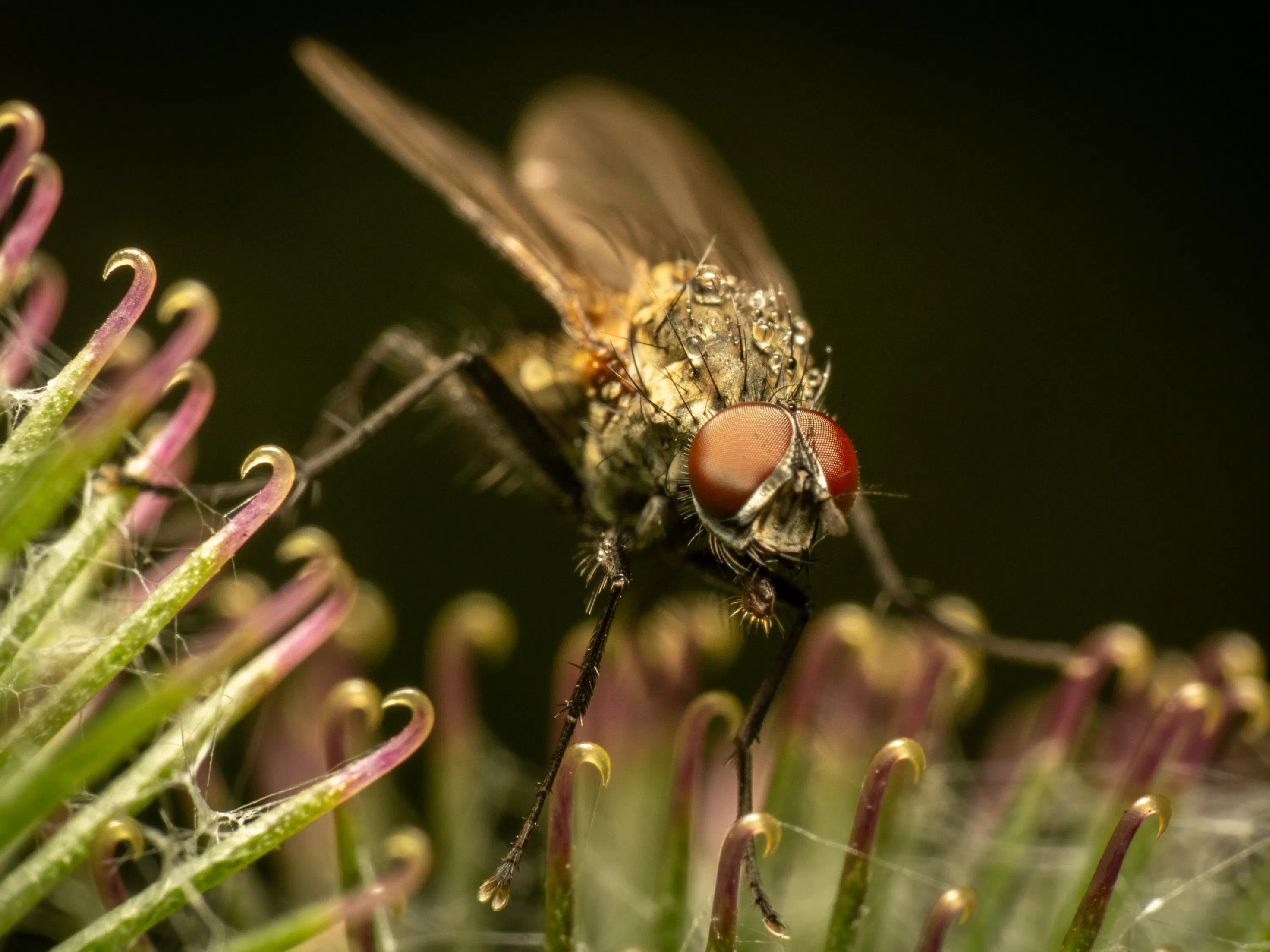 Pegomya flavifrons
