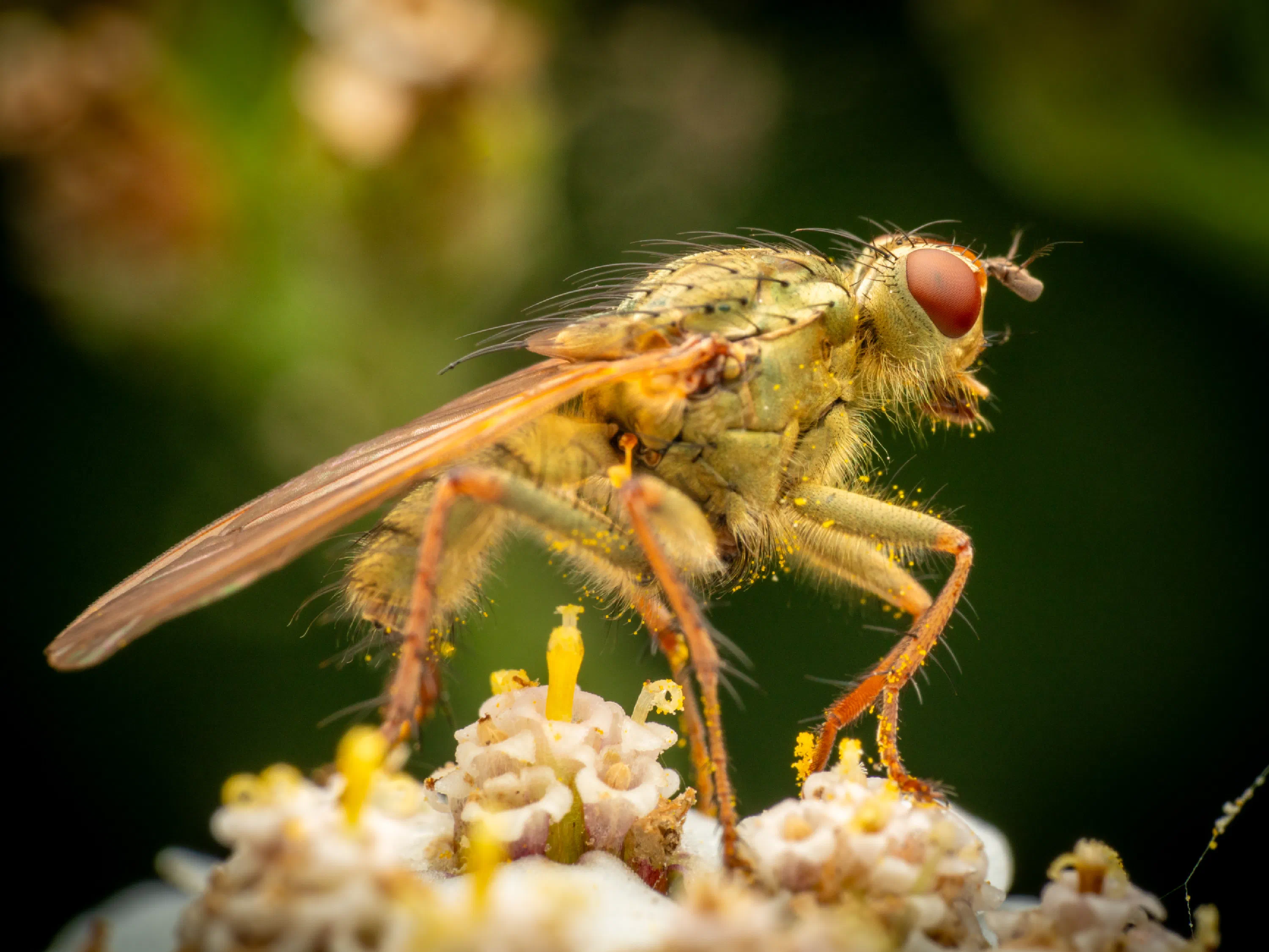 Mosca amarilla del estiércol