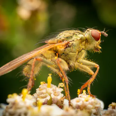 Gelbe Dungfliege