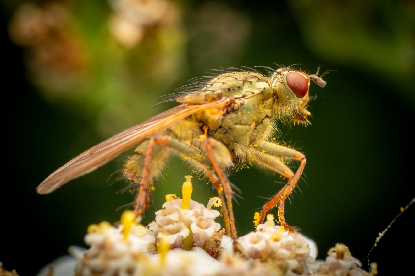Gelbe Dungfliege – No. 1