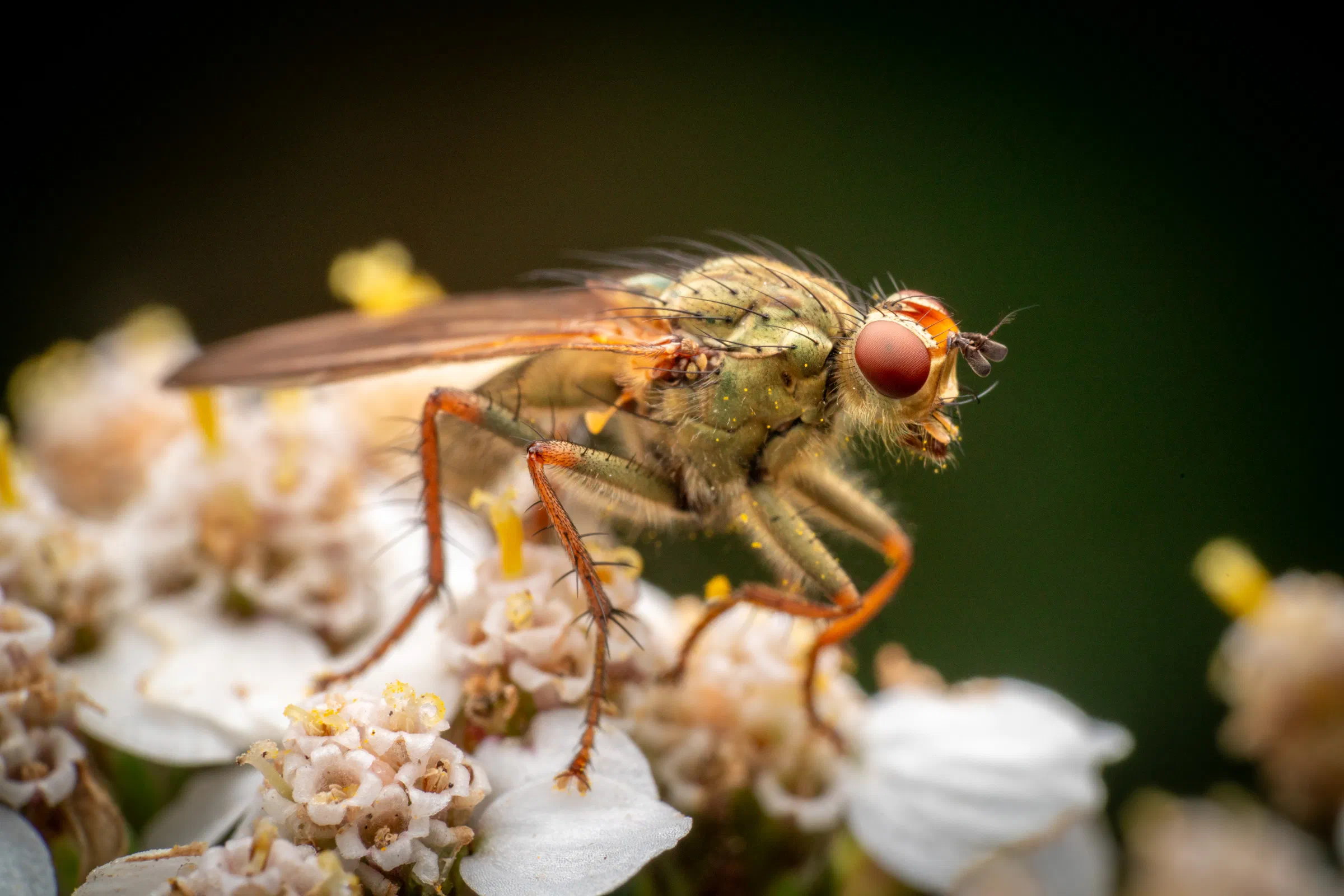 Gelbe Dungfliege