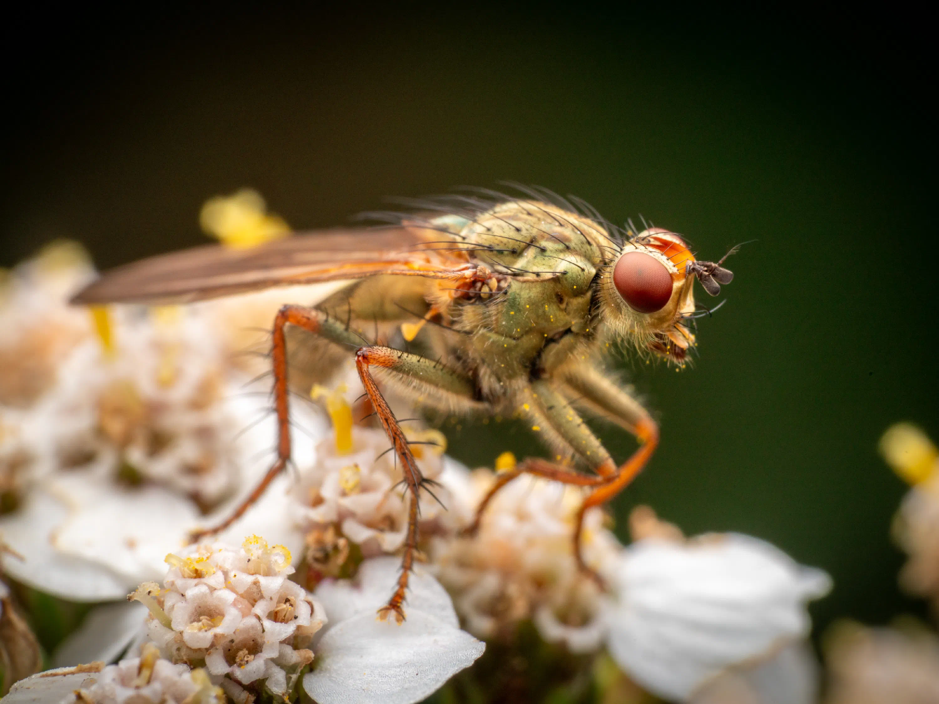 Mosca amarilla del estiércol