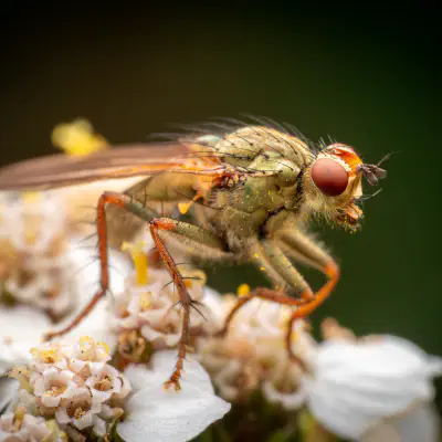 Gelbe Dungfliege