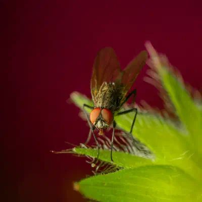 Echte Fliegen