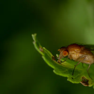 Phaonia pallida