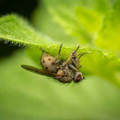 Coenosia tigrina