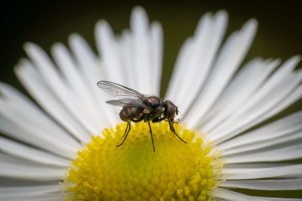 April 28, 2024 – Issue No. 254
– Issue No. 254: “Common House Fly“ Common House Fly