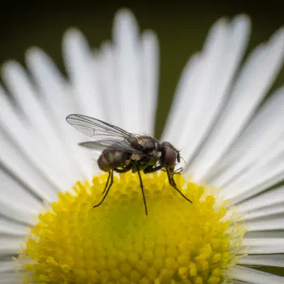 Common House Fly