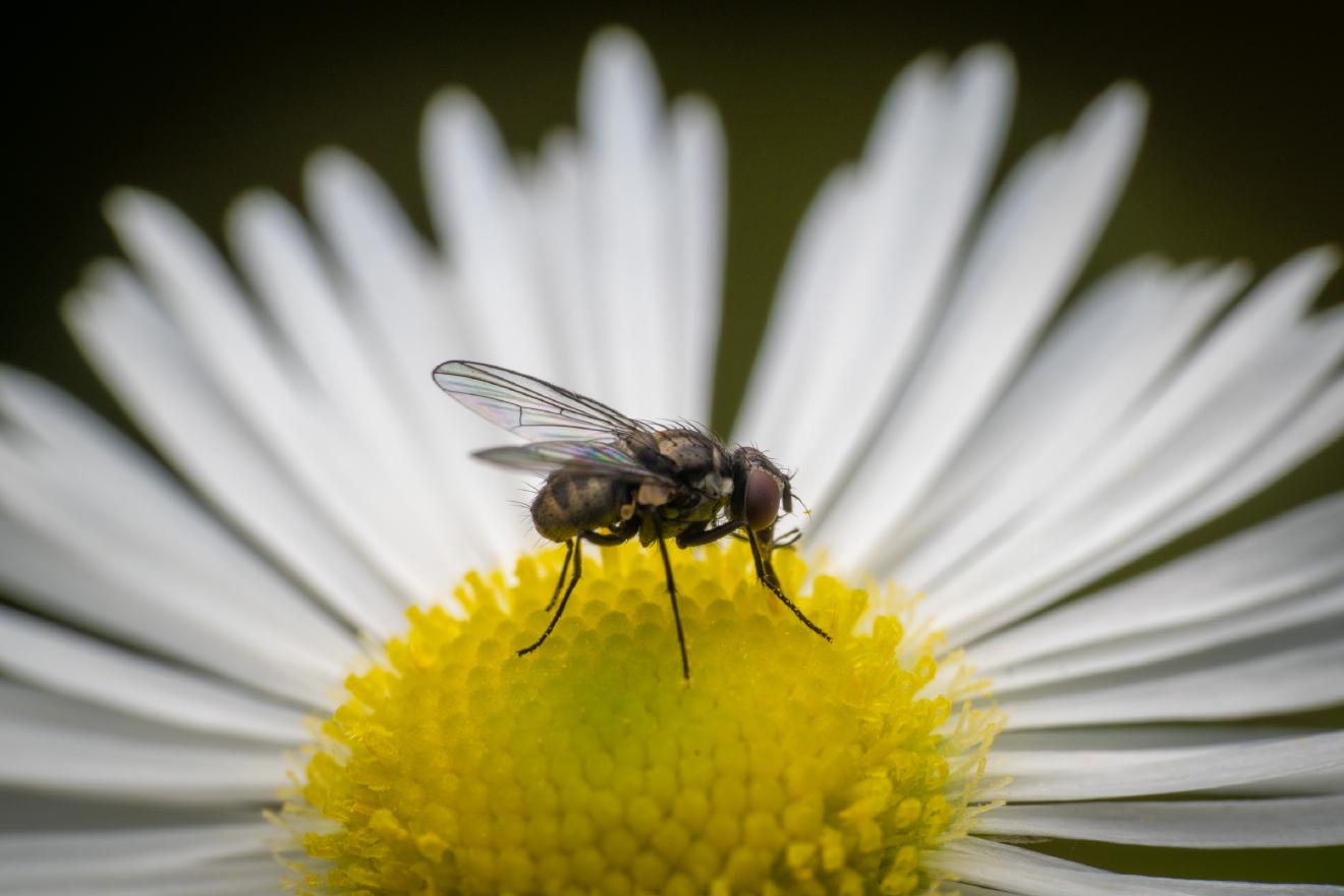 Common House Fly – No. 1