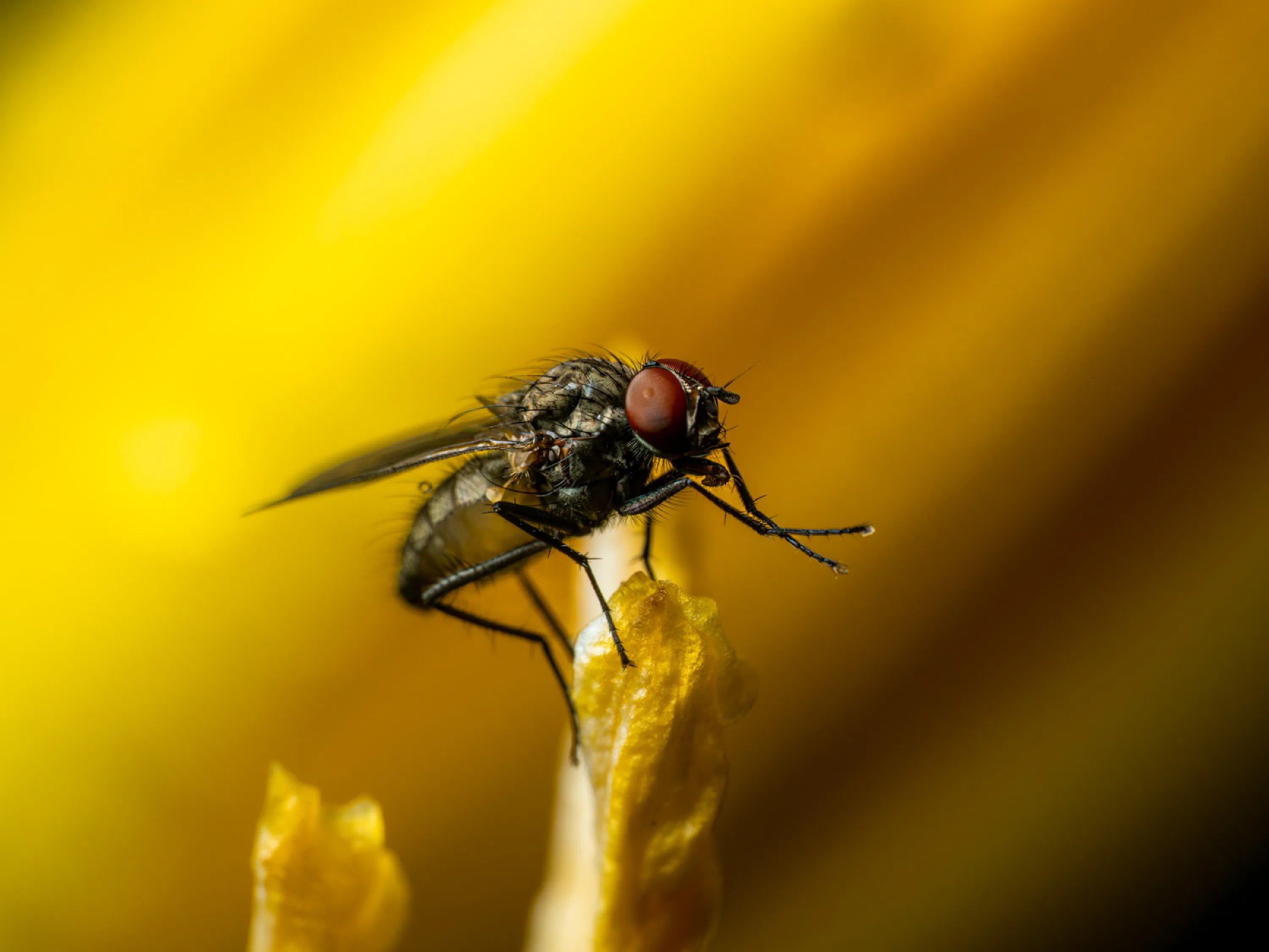 Common House Fly