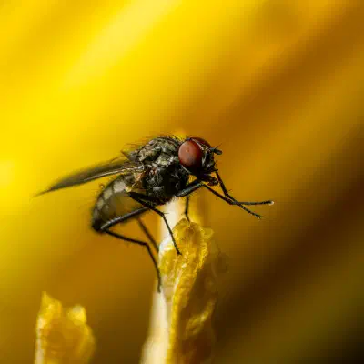 Mosca doméstica
