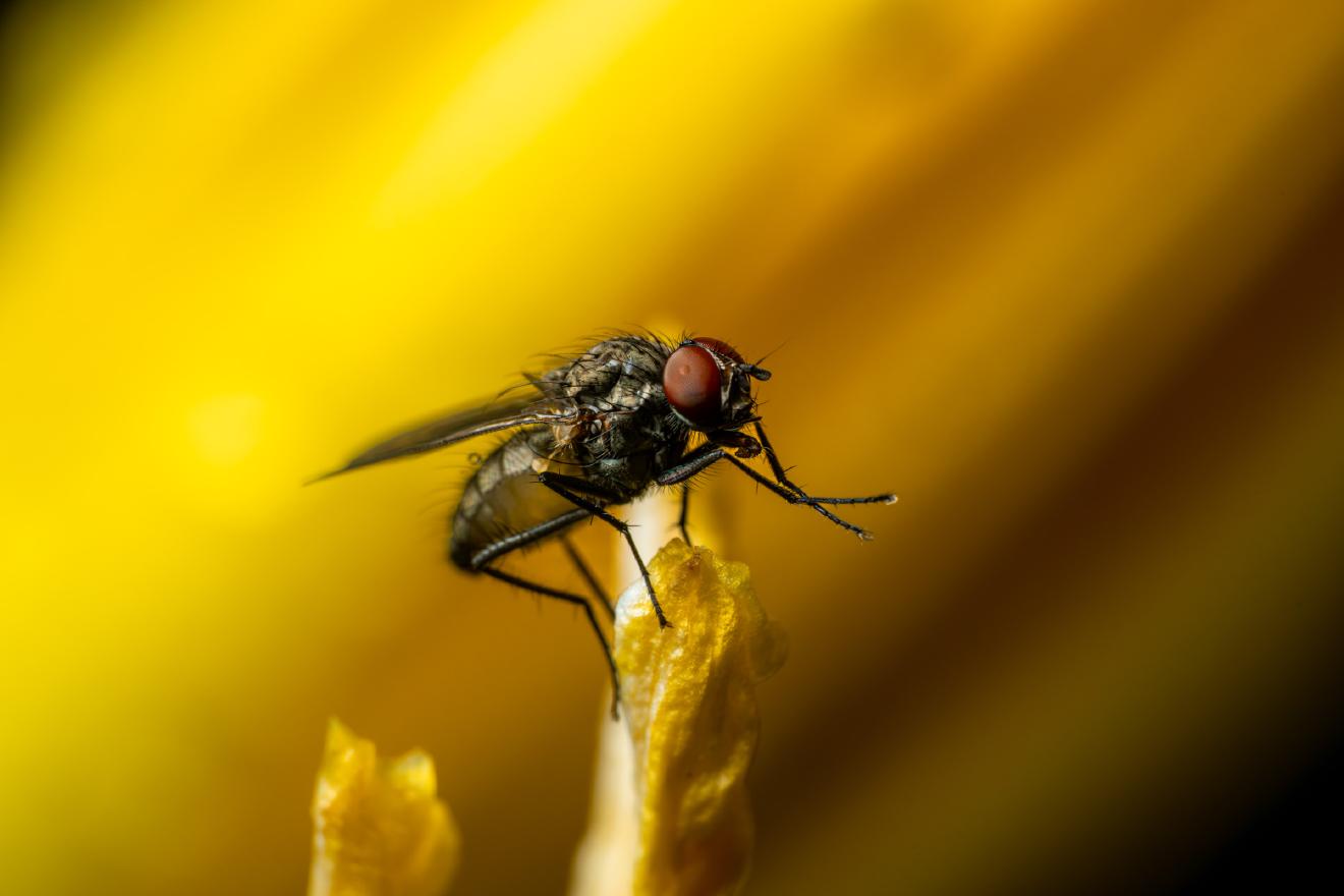 Stubenfliege – No. 3