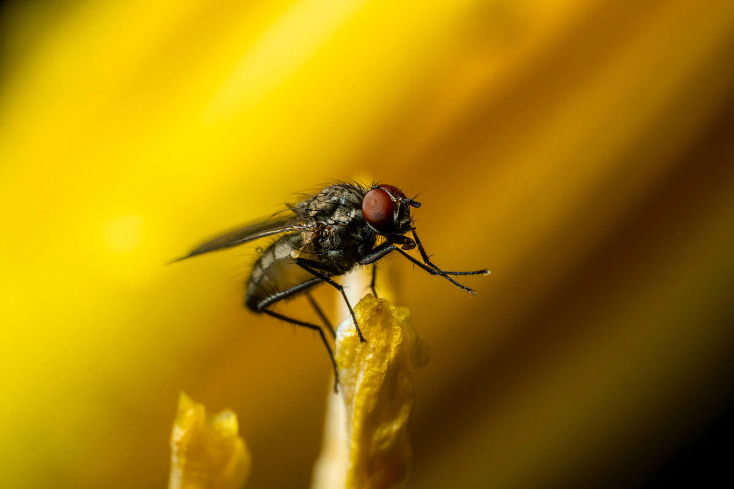 Stubenfliege