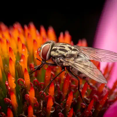 Fleischfliegen