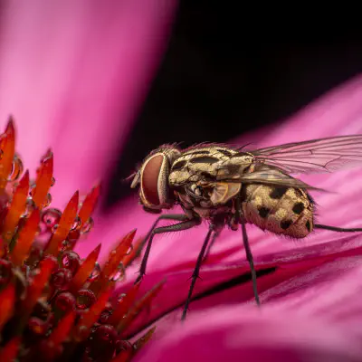 Flesh Flies and Satellite Flies