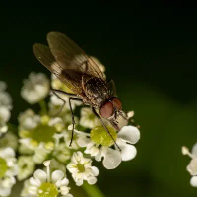 Sarcophaga carnaria