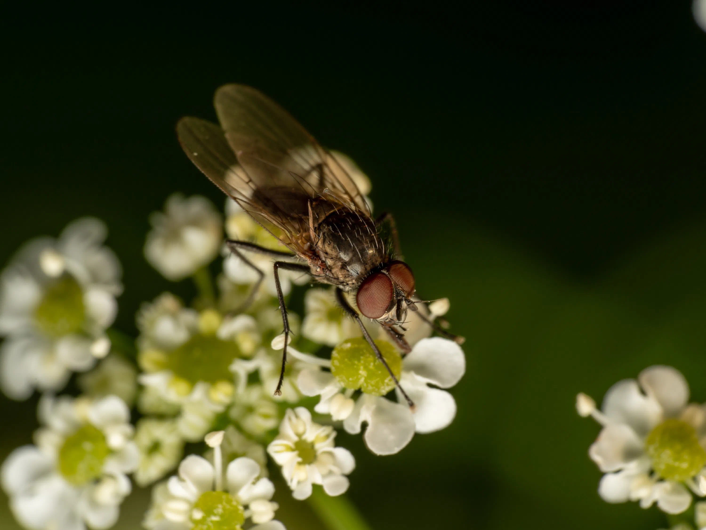 Graue Fleischfliege