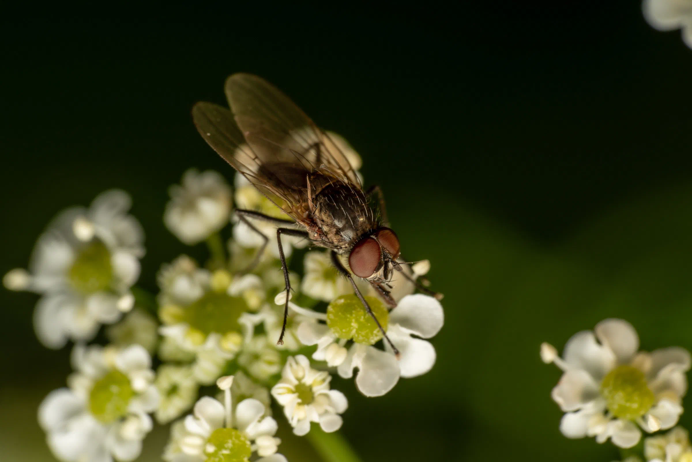 Graue Fleischfliege