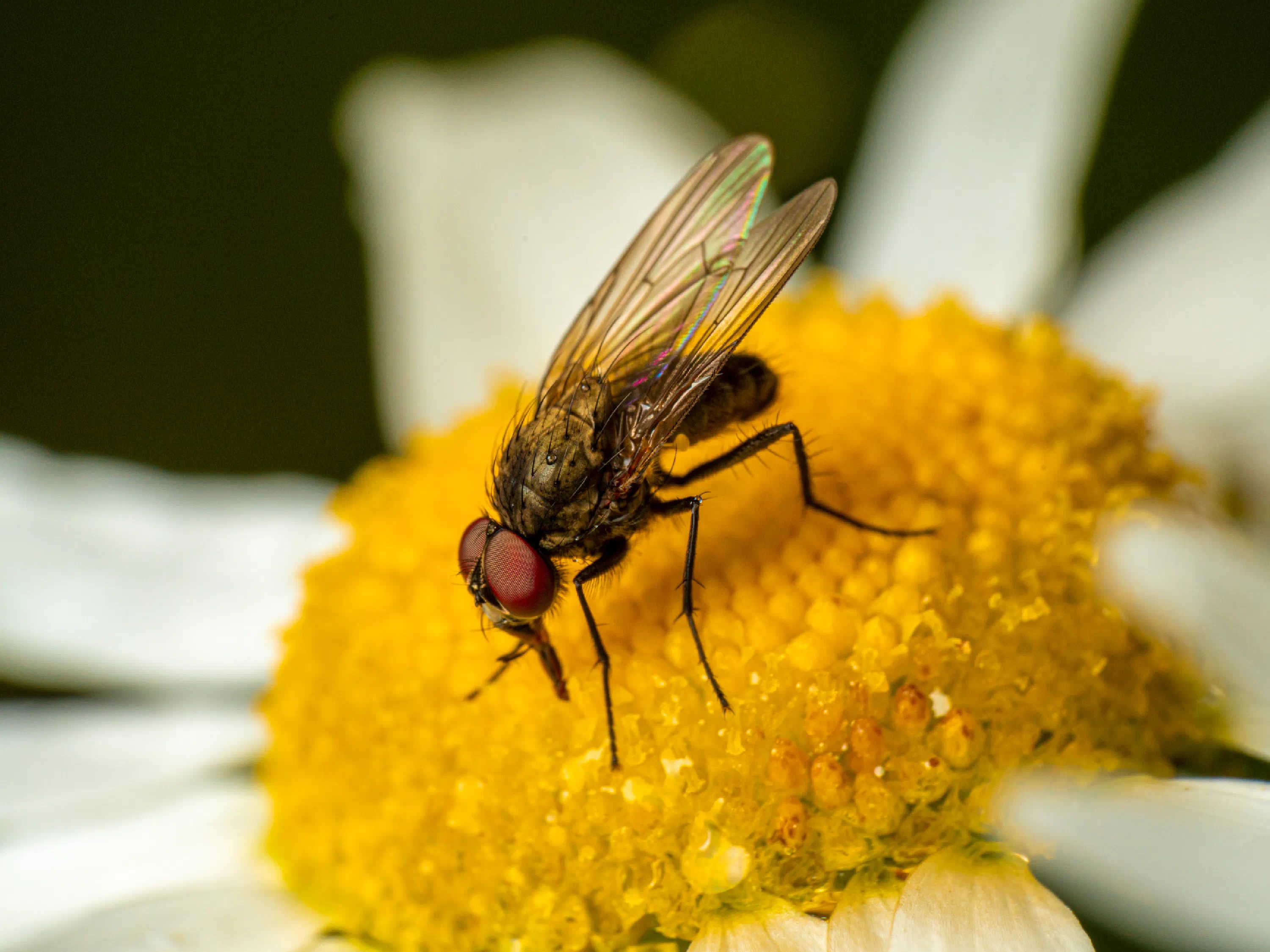 Graue Fleischfliege