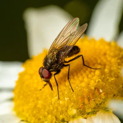 Sarcophaga carnaria