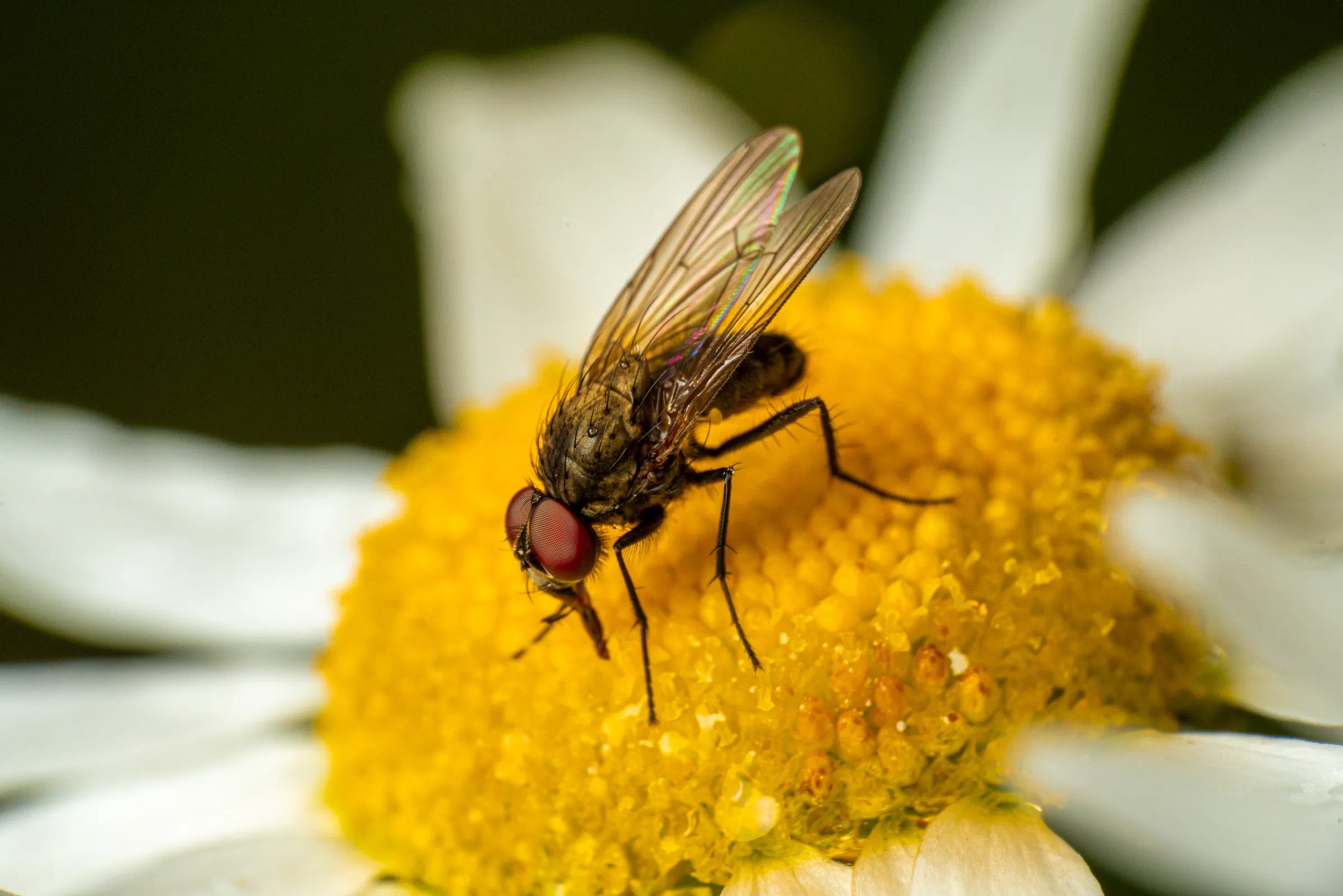 Graue Fleischfliege