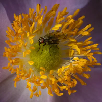 Sarcophaga carnaria