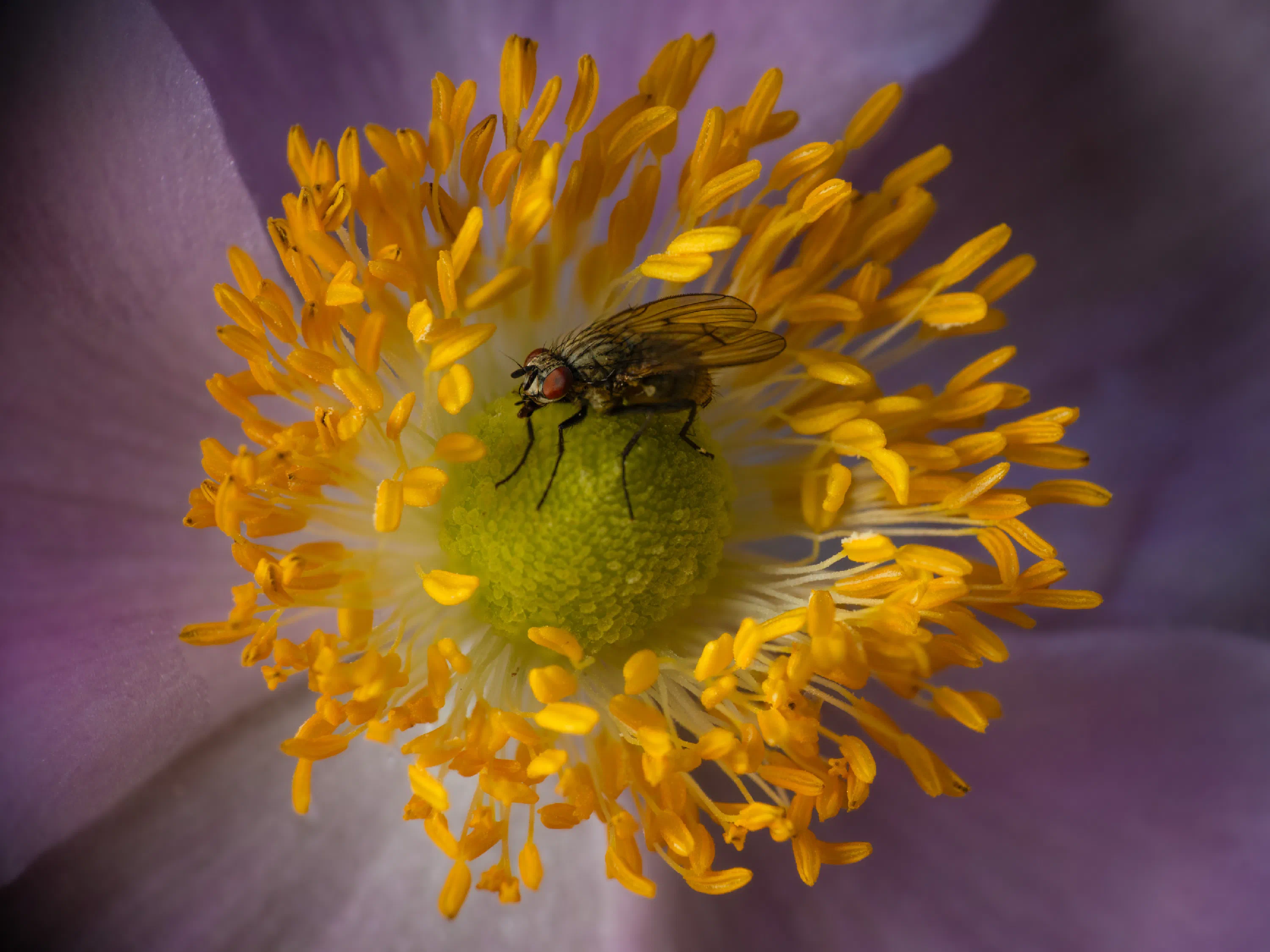 Graue Fleischfliege